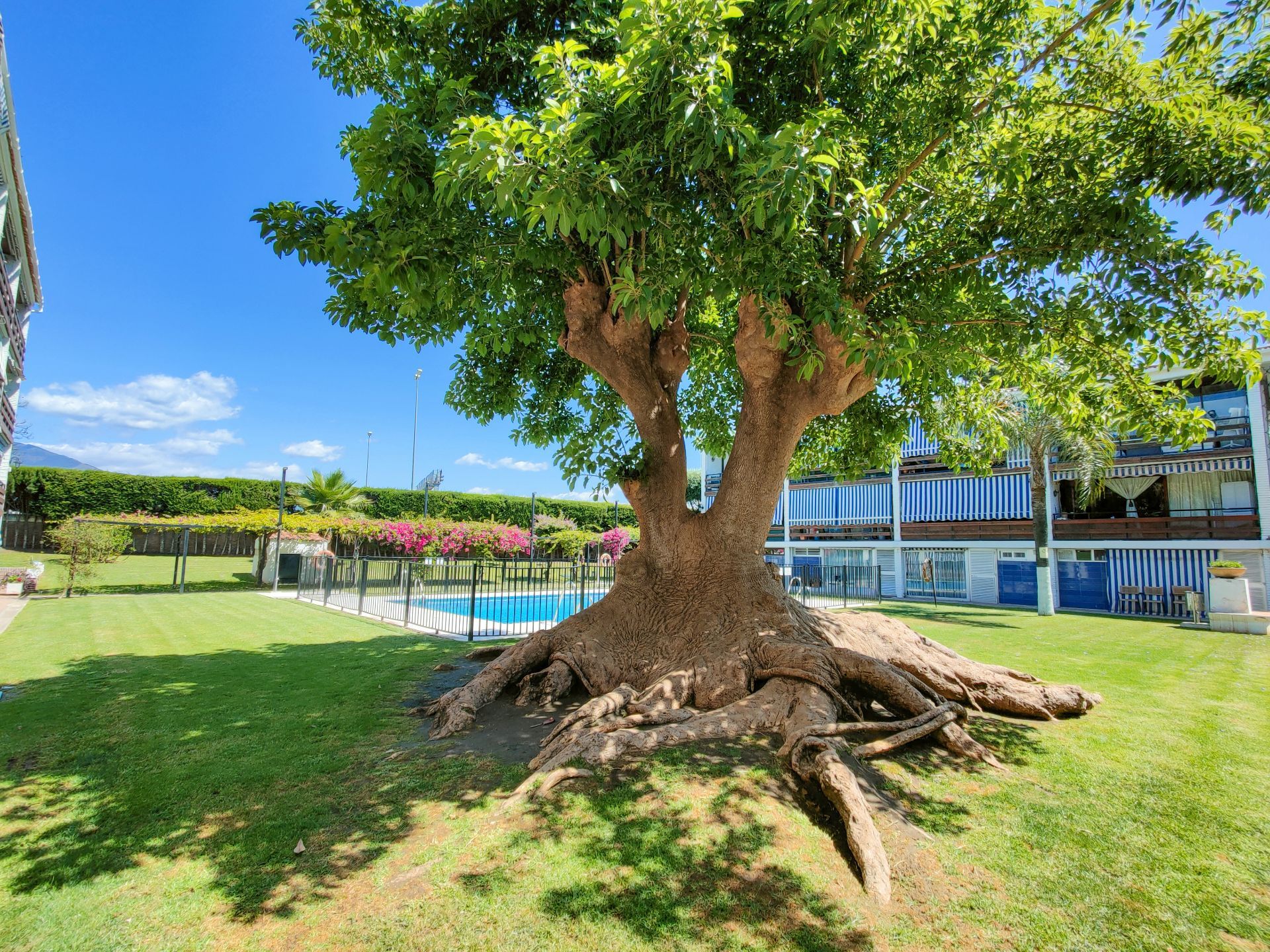 San Pedro de Alcántara